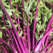 Asiatisches Blattgemüse